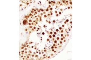 Image no. 6 for anti-ELAV (Embryonic Lethal, Abnormal Vision, Drosophila)-Like 1 (Hu Antigen R) (ELAVL1) antibody (ABIN652911)