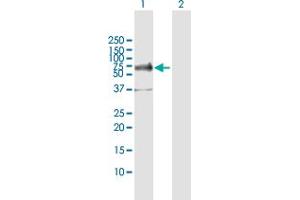 Western Blot analysis of TFCP2 expression in transfected 293T cell line by TFCP2 MaxPab polyclonal antibody.