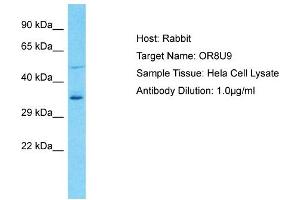 Image no. 1 for anti-Olfactory Receptor, Family 8, Subfamily U, Member 9 (OR8U9) (C-Term) antibody (ABIN2791793)