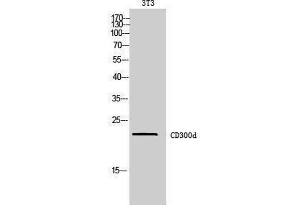 CD300d anticorps  (Internal Region)