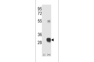 RCE1/FACE2 antibody  (N-Term)