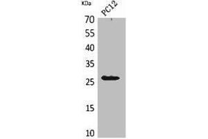 Western Blot analysis of PC12 cells using POLR3G Polyclonal Antibody.
