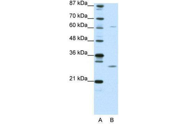 MED7 antibody  (N-Term)