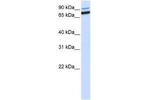 Image no. 1 for anti-XPA Binding Protein 2 (XAB2) (C-Term) antibody (ABIN928410)
