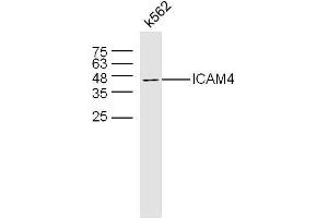 Image no. 2 for anti-Intercellular Adhesion Molecule 4 (ICAM4) (AA 85-180) antibody (ABIN873300)
