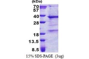 Image no. 1 for THAP Domain Containing, Apoptosis Associated Protein 3 (THAP3) (AA 1-239) protein (His tag) (ABIN5853138)