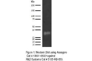 Image no. 1 for anti-Complement Component 1, Q Subcomponent Binding Protein (C1QBP) antibody (Biotin) (ABIN1803615)