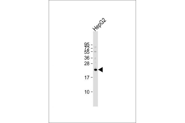 VKORC1L1 antibody  (N-Term)
