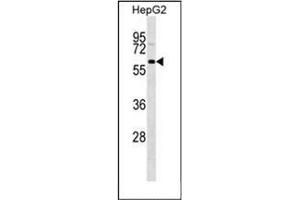 Image no. 1 for anti-GDNF Family Receptor alpha 3 (GFRA3) (AA 115-144), (Middle Region) antibody (ABIN952505)