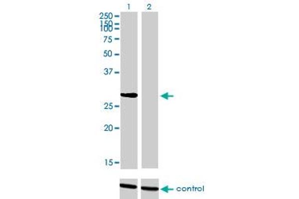 NRBP2 抗体  (AA 151-258)