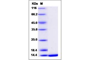 Image no. 1 for Cellular Retinoic Acid Binding Protein 1 (CRABP1) (AA 1-137) protein (ABIN2006214)