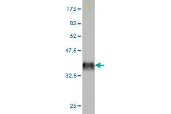 Coagulation Factor IX antibody  (AA 96-190)