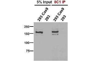 Image no. 4 for anti-CRISPR-Cas9 (N-Term) antibody (ABIN6971499)
