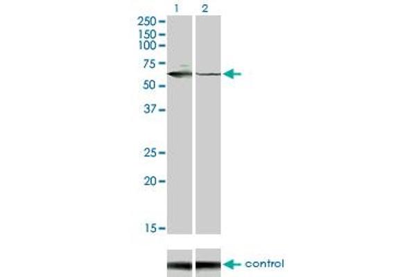 STK33 抗体  (AA 1-514)