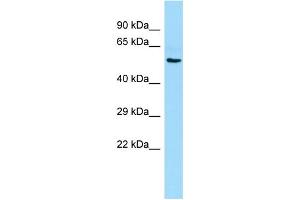 Image no. 1 for anti-Reticulon 4 Receptor-Like 1 (RTN4RL1) (Middle Region) antibody (ABIN2790858)
