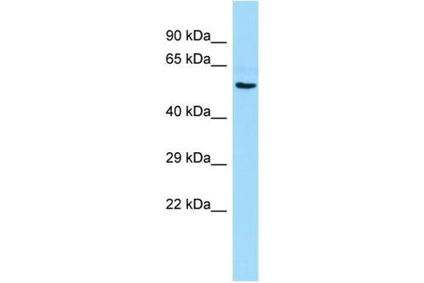 anti-Reticulon 4 Receptor-Like 1 (RTN4RL1) (Middle Region) antibody