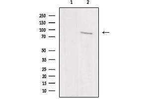 Image no. 3 for anti-Inhibitor of kappa Light Polypeptide Gene Enhancer in B-Cells, Kinase epsilon (IKBKE) antibody (ABIN6262509)