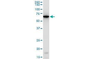 Image no. 3 for anti-ERO1-Like Protein alpha (ERO1L) (AA 90-178) antibody (ABIN565457)