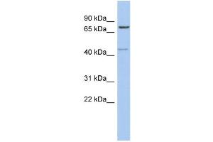 Image no. 1 for anti-Peroxisomal Biogenesis Factor 5 (PEX5) (Middle Region) antibody (ABIN2786513)