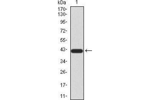 SIRT3 抗体  (AA 155-290)
