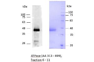 Image no. 2 for ATPase, Ca++ Transporting, Type 2C, Member 1 (ATP2C1) (AA 313-699) protein (His tag) (ABIN3089348)