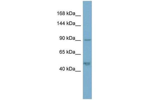 anti-Plakophilin 2 (PKP2) (N-Term) antibody