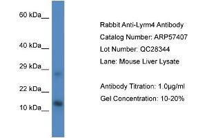 Image no. 1 for anti-LYR Motif Containing 4 (LYRM4) (Middle Region) antibody (ABIN2787212)