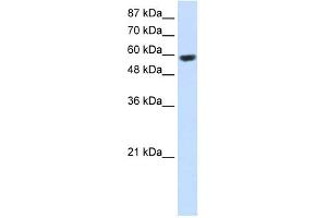 Image no. 2 for anti-Ring Finger Protein 14 (RNF14) (C-Term) antibody (ABIN2780586)