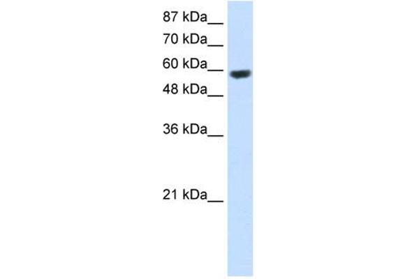 RNF14 Antikörper  (C-Term)