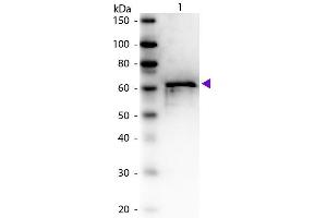 Image no. 1 for anti-Bovine Serum Albumin (BSA) antibody (ABIN94813)