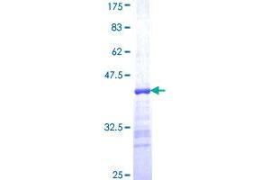 Image no. 1 for DEAD (Asp-Glu-Ala-Asp) Box Polypeptide 39 (DDX39) (AA 329-428) protein (GST tag) (ABIN1346419)
