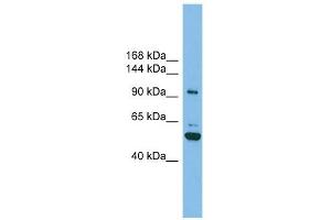 Image no. 1 for anti-SH3-Domain Binding Protein 4 (SH3BP4) (N-Term) antibody (ABIN632230)