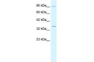 Image no. 1 for anti-Basic Helix-Loop-Helix Family, Member E22 (BHLHE22) (N-Term) antibody (ABIN1105525)