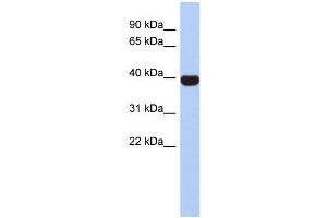 Image no. 1 for anti-Neurogenic Differentiation 4 (NEUROD4) (Middle Region) antibody (ABIN2779628)