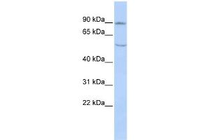 Image no. 1 for anti-Cadherin 4 (CDH4) (N-Term) antibody (ABIN2782139)