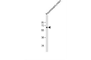 Image no. 3 for anti-Kruppel-Like Factor 4 (Gut) (KLF4) antibody (ABIN387800)
