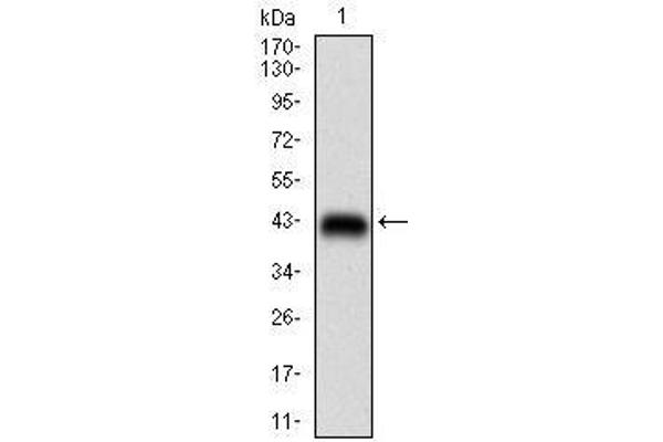 Raptor anticorps  (AA 874-1009)