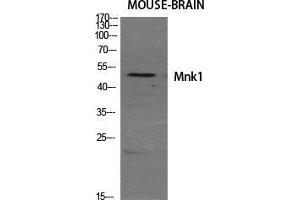 Image no. 2 for anti-MAP Kinase Interacting serine/threonine Kinase 1 (MKNK1) (Internal Region) antibody (ABIN3185606)