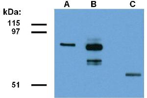 Detection of ABRA1-EGFP fusion protein in lysate of transfected HEK293 cells.