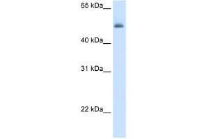 Image no. 1 for anti-Argininosuccinate Lyase (ASL) (Middle Region) antibody (ABIN2776928)