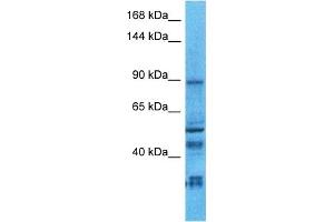 Image no. 1 for anti-Neuroligin 2 (NLGN2) (C-Term) antibody (ABIN5514996)
