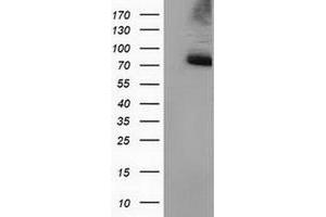 Image no. 1 for anti-Peptidylprolyl Isomerase Domain and WD Repeat Containing 1 (PPWD1) antibody (ABIN1500395)