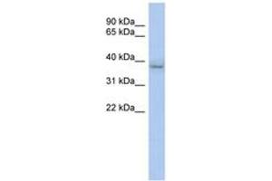 Image no. 1 for anti-Kelch Domain Containing 8B (KLHDC8B) (N-Term) antibody (ABIN6743474)