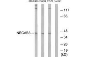 Image no. 1 for anti-N-Terminal EF-Hand Calcium Binding Protein 3 (NECAB3) (AA 321-370) antibody (ABIN1534630)
