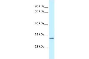 Image no. 1 for anti-Vesicle-Associated Membrane Protein 7 (VAMP7) (C-Term) antibody (ABIN2783037)