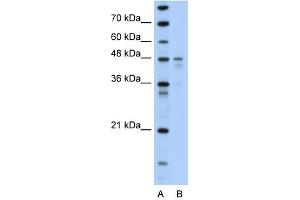Image no. 2 for anti-Pyruvate Dehydrogenase Kinase, Isozyme 4 (PDK4) (N-Term) antibody (ABIN631050)