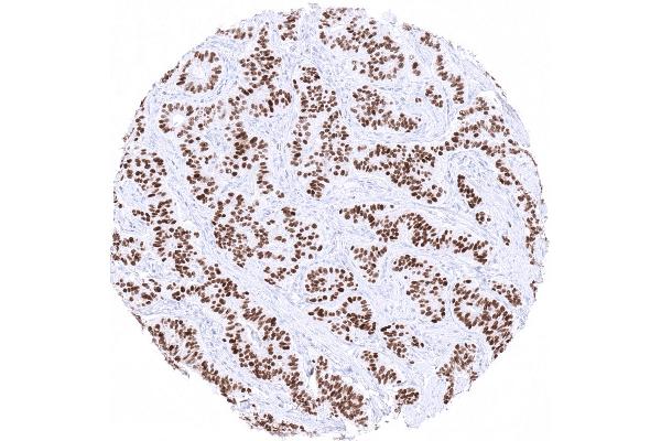 Recombinant INSM1 antibody  (AA 81-125)