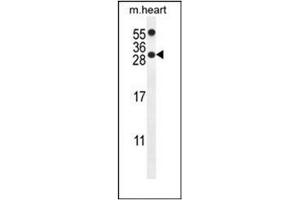 Western blot analysis of PP1R14C Antibody (C-term) in mouse heart tissue lysates (35ug/lane).