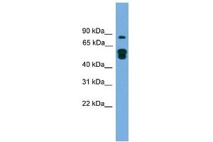 Image no. 1 for anti-MTOR associated protein, eak-7 homolog (MEAK7) (N-Term) antibody (ABIN2787248)