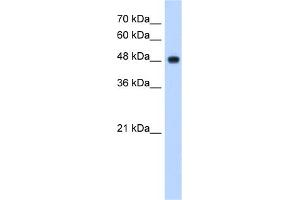 anti-NADH Dehydrogenase (Ubiquinone) Flavoprotein 1, 51kDa (NDUFV1) (N-Term) antibody